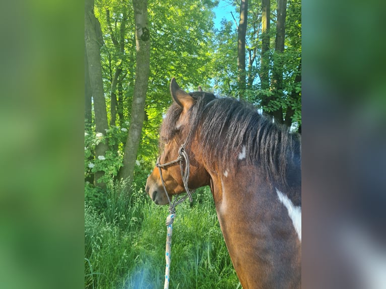 Paso Fino Ruin 5 Jaar 137 cm Gevlekt-paard in Warendorf