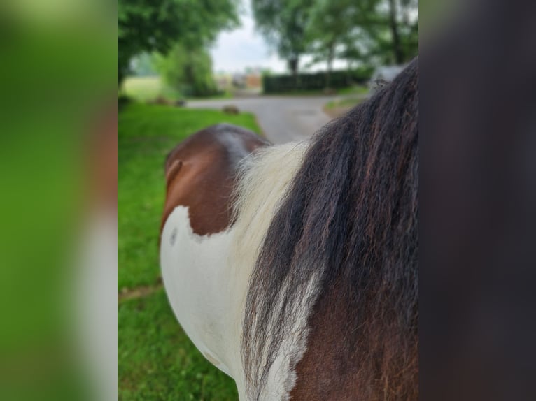 Paso Fino Ruin 5 Jaar 137 cm Gevlekt-paard in Warendorf