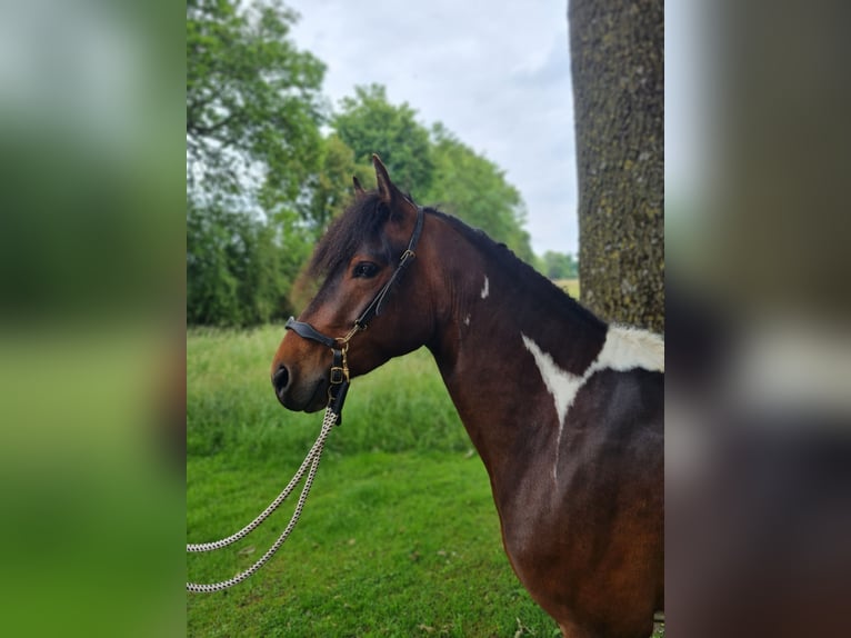 Paso Fino Ruin 5 Jaar 137 cm Gevlekt-paard in Warendorf