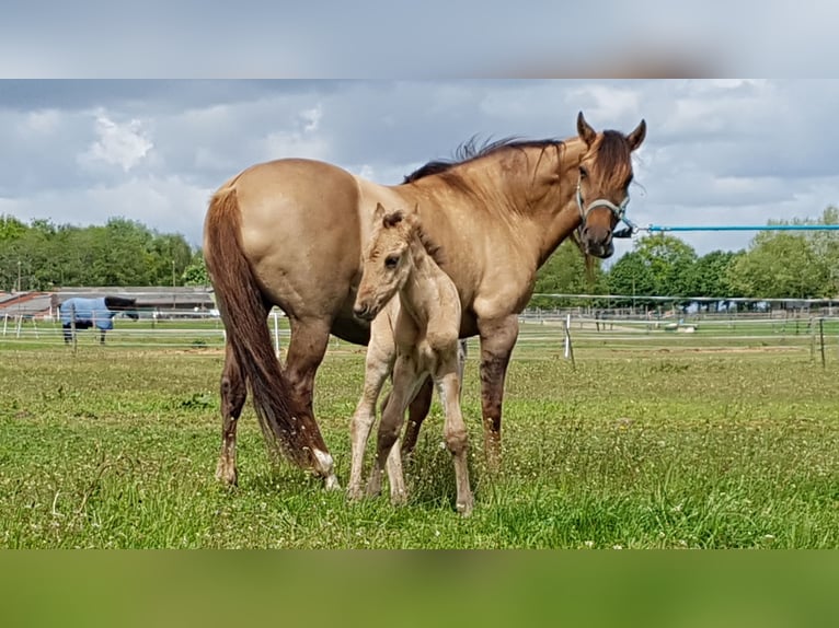 Paso Fino Mix Ruin 6 Jaar 159 cm Dunalino in St. Willebrord