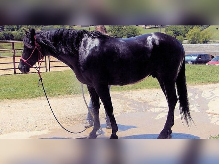Paso Fino Ruin 7 Jaar 152 cm Zwart in Bournemouth