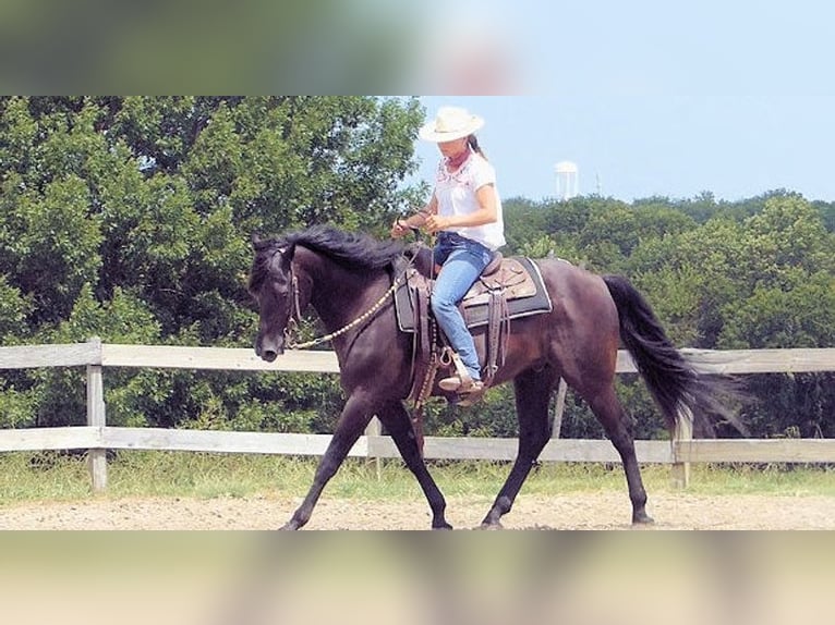 Paso Fino Ruin 7 Jaar 152 cm Zwart in Norfolk