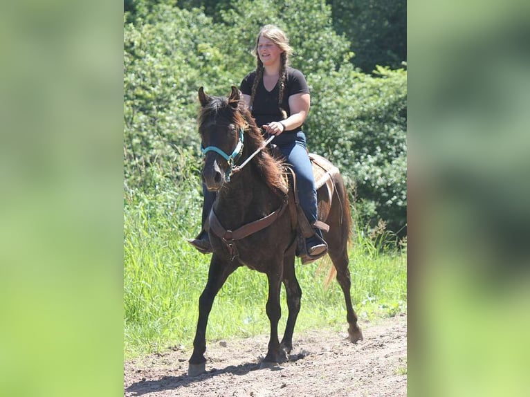 Paso Fino Ruin 7 Jaar 163 cm Zwart in Hartford