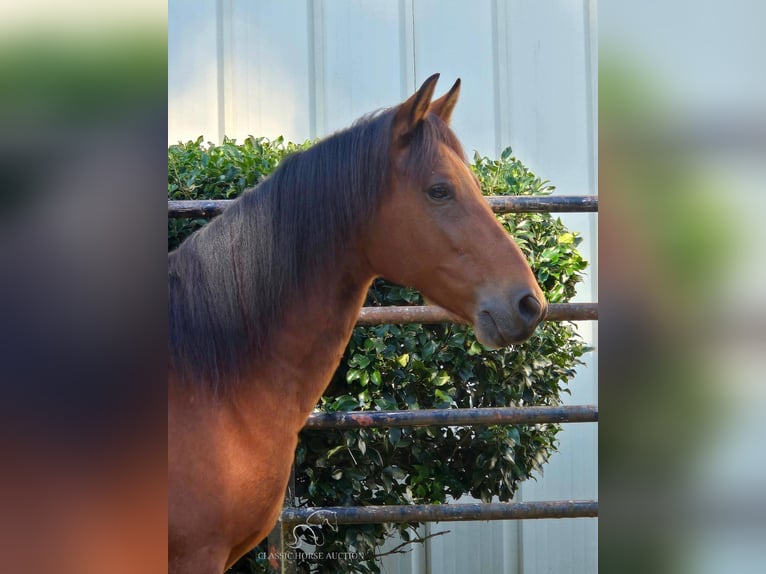 Paso Fino Ruin 8 Jaar 142 cm Roodbruin in Lancaster, SC