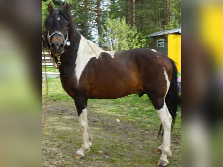 Paso Fino Semental 10 años Pío in Skellefteå