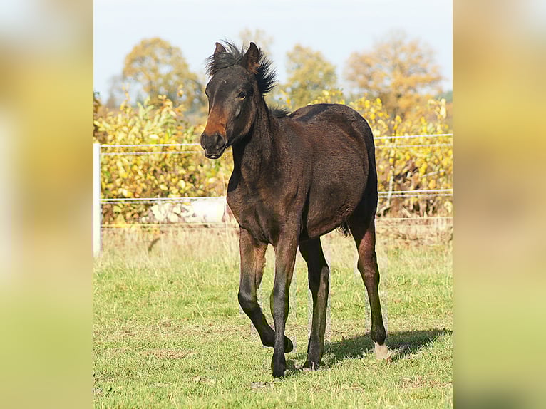 Paso Fino Semental 1 año 145 cm Morcillo in Orvelte