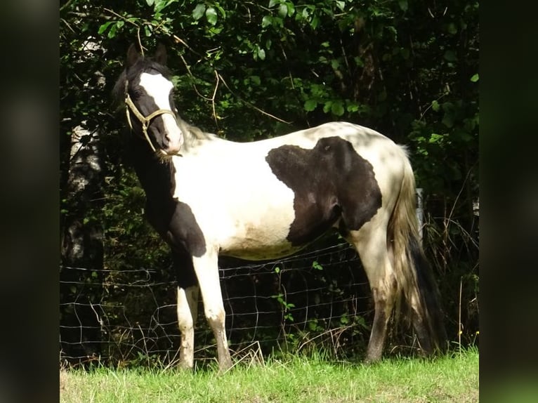 Paso Fino Mestizo Semental 2 años 146 cm Pío in Arnbruck