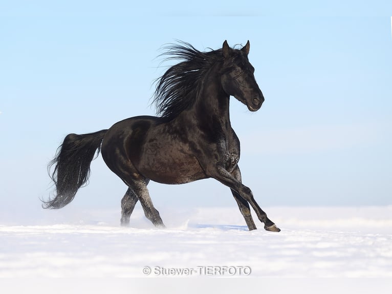 Paso Fino Stallion 10 years 14,2 hh Black in Morsbach