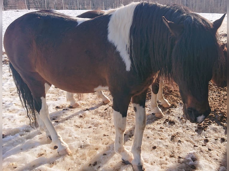 Paso Fino Stallion 10 years Pinto in Skellefteå