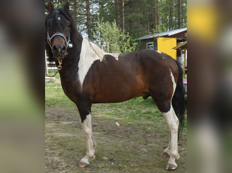 Paso Fino Stallion 10 years Pinto in Skellefteå