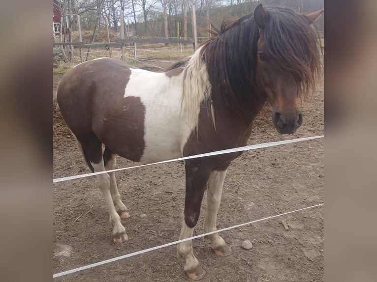 Paso Fino Stallion 10 years Pinto in Skellefteå