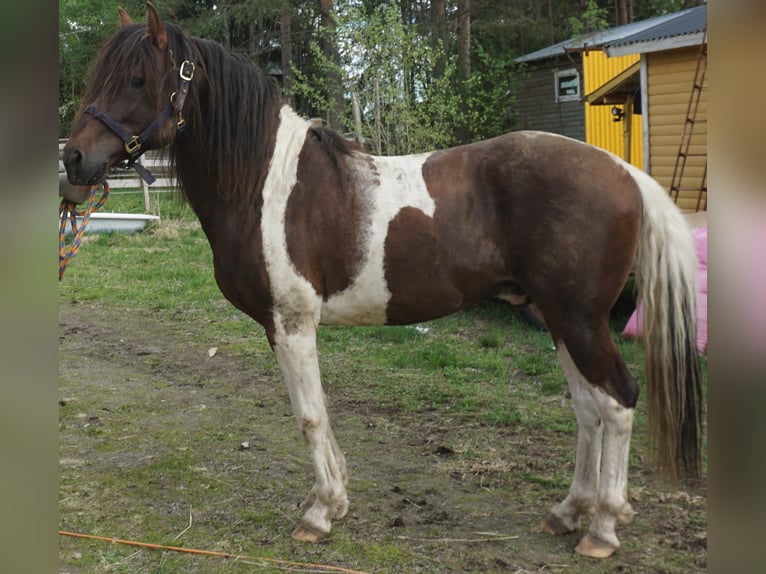 Paso Fino Stallion 10 years Pinto in Skellefteå