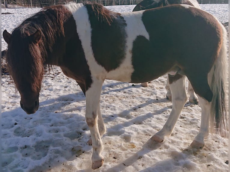 Paso Fino Stallion 10 years Pinto in Skellefteå