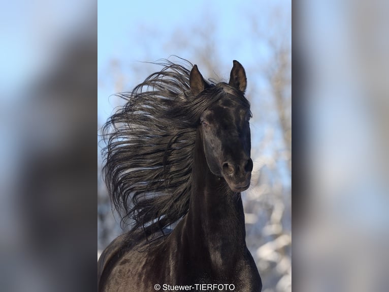 Paso Fino Stallion 11 years 14,2 hh Black in Morsbach