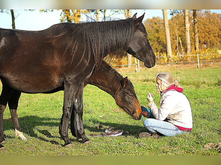 Paso Fino Stallion 1 year 14,1 hh Smoky-Black in Orvelte
