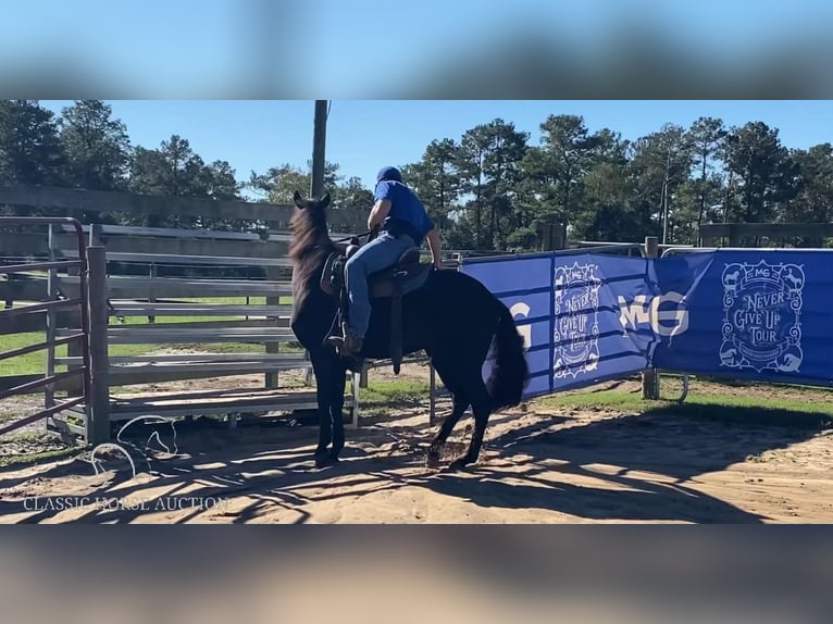 Paso Fino Stallion 2 years 14 hh Black in Poplarville, MS