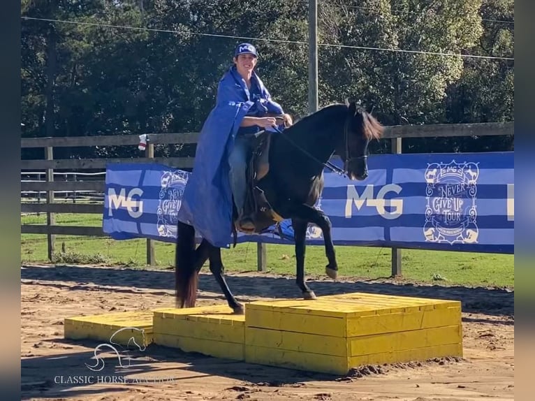 Paso Fino Stallion 2 years 14 hh Black in Poplarville, MS