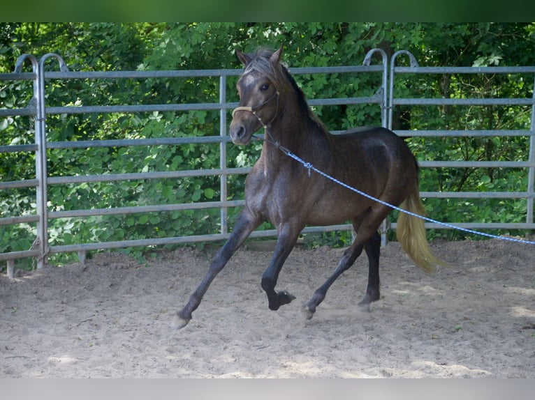 Paso Fino Horse — Full Profile, History, and Care