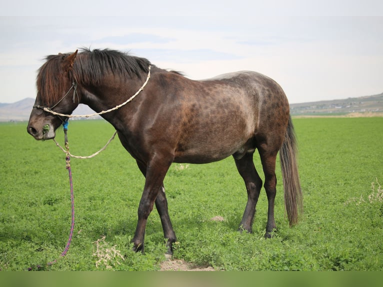Paso Fino Stallion 3 years 14 hh Bay-Dark in Fielding