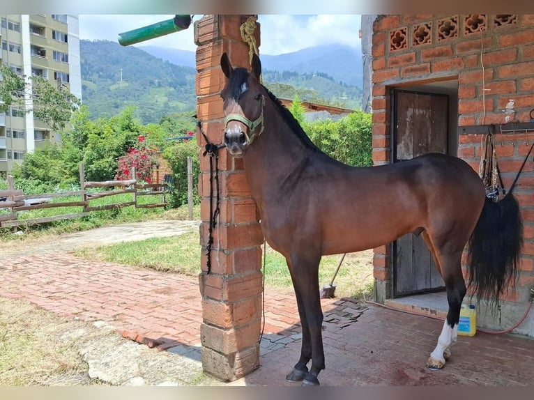 Paso Fino Stallion 4 years 7,1 hh Brown in Medellin