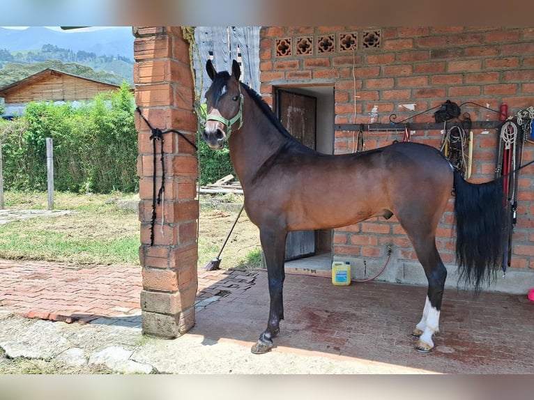 Paso Fino Stallion 4 years 7,1 hh Brown in Medellin