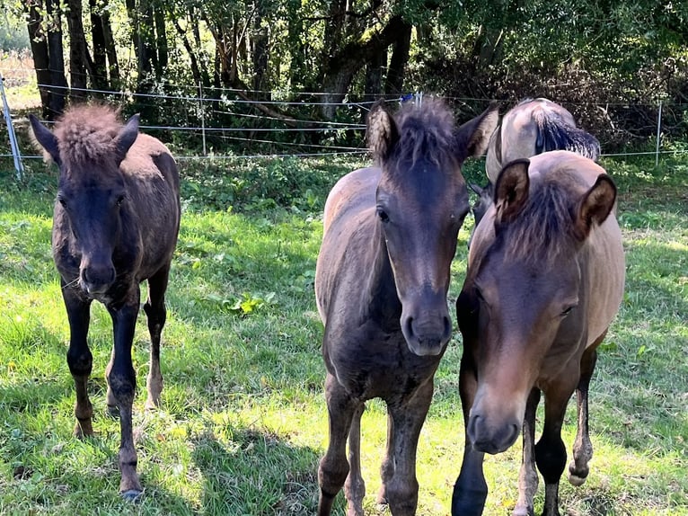 Paso Fino Stallion Foal (01/2026) 14 hh Rabicano in Schmelz