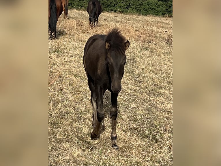 Paso Fino Stallion Foal (01/2026) 14 hh Rabicano in Schmelz
