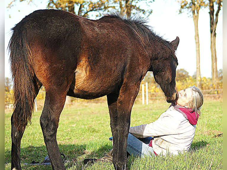 Paso Fino Stallion Foal (04/2025) 14,1 hh Smoky-Black in Orvelte