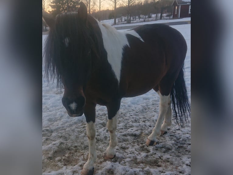 Paso Fino Stallone 10 Anni Pezzato in Skellefteå