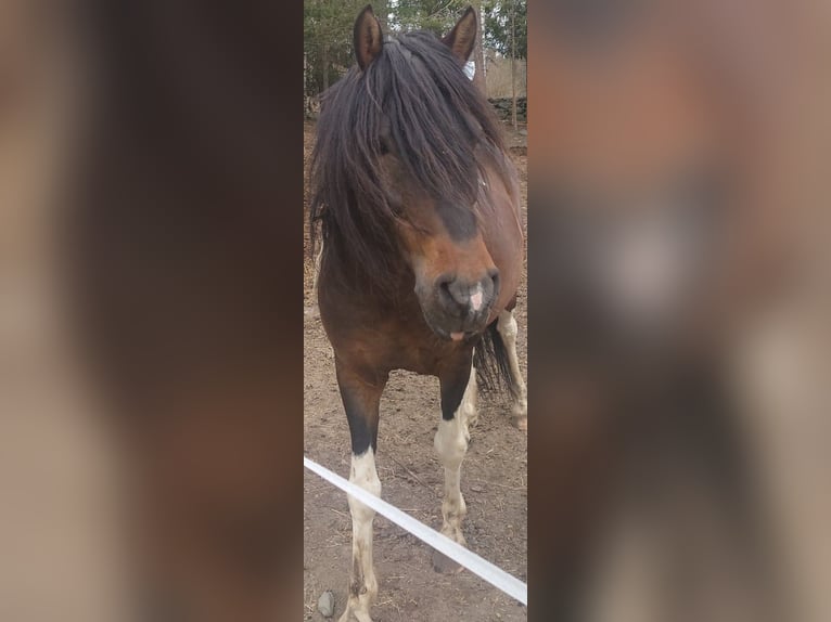 Paso Fino Stallone 10 Anni Pezzato in Skellefteå