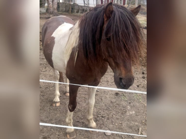 Paso Fino Stallone 10 Anni Pezzato in Skellefteå