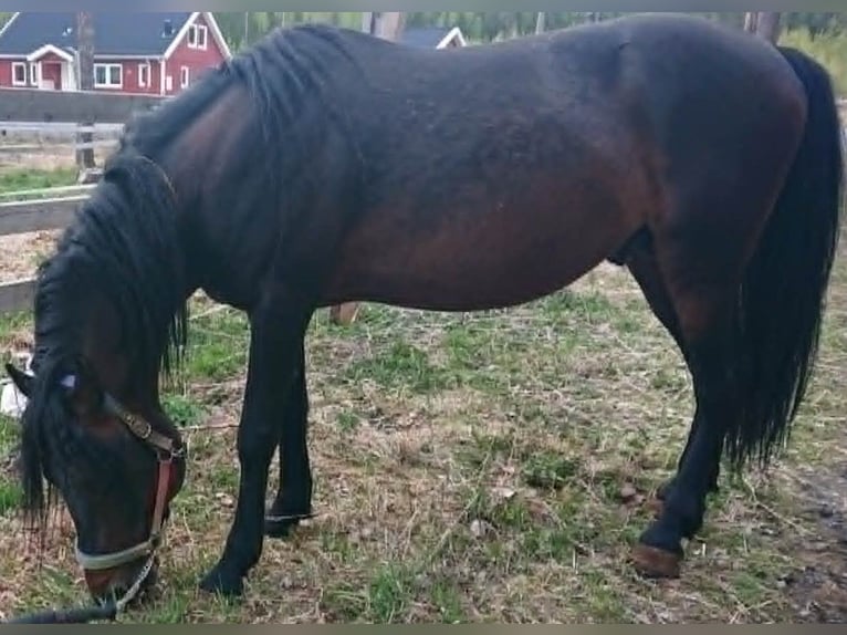 Paso Fino Stallone 10 Anni Pezzato in Skellefteå