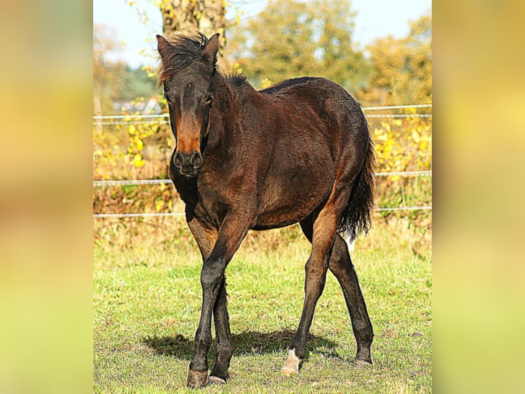 Paso Fino Stallone 1 Anno 145 cm Baio nero in Orvelte