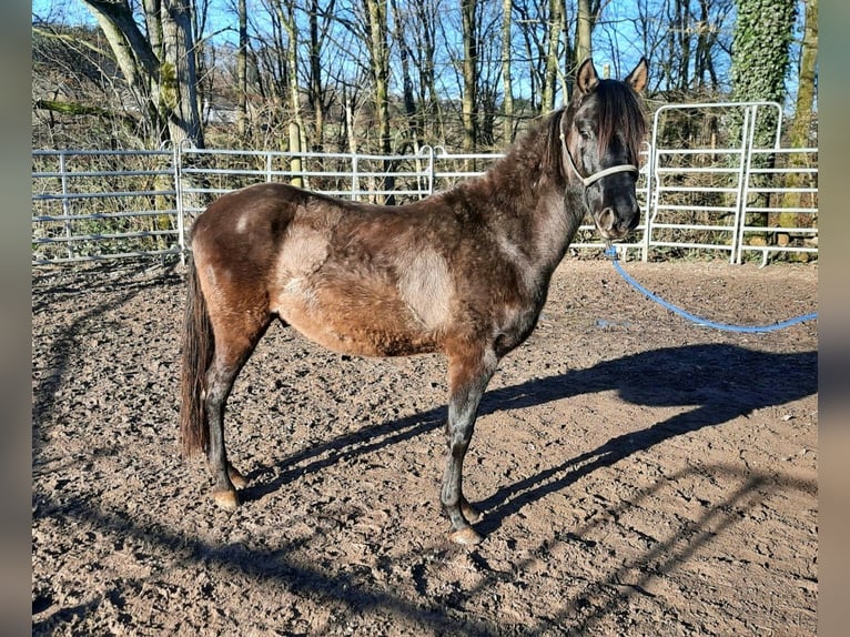 Paso Fino Stallone 3 Anni Grullo in Morsbach