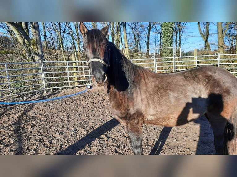 Paso Fino Stallone 3 Anni Grullo in Morsbach