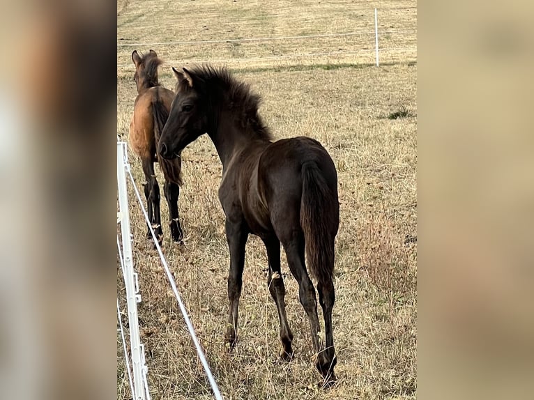 Paso Fino Stallone Puledri (01/2026) 144 cm Rabicano in Schmelz