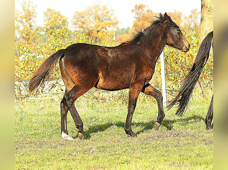 Paso Fino Stallone Puledri (04/2025) 145 cm Baio nero in Orvelte
