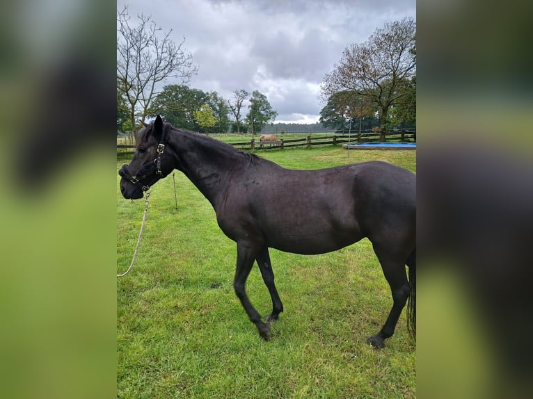 Paso Fino Sto 11 år 140 cm Svart in Malle