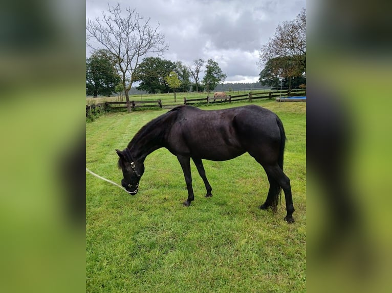 Paso Fino Sto 11 år 140 cm Svart in Malle