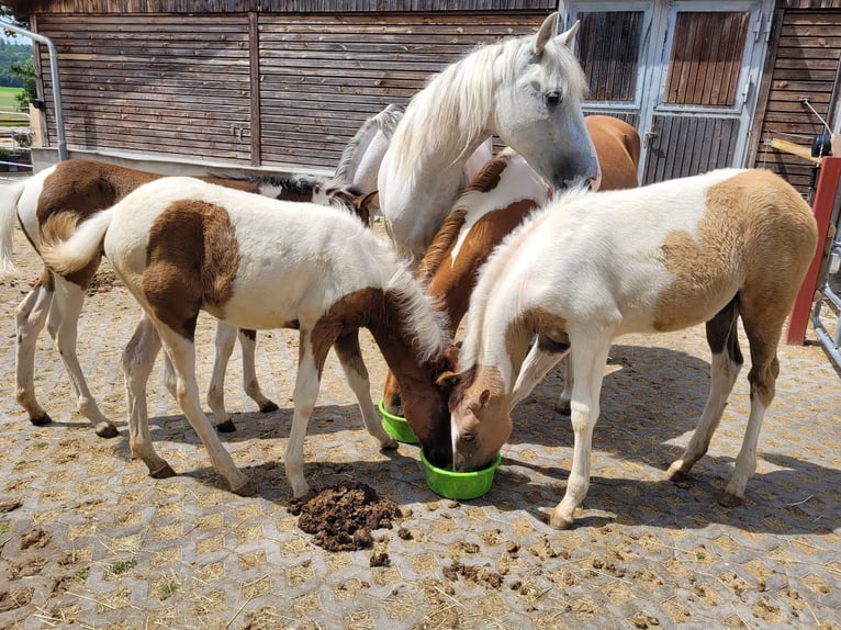 Paso Fino Sto 2 år 150 cm in Markt Bibart