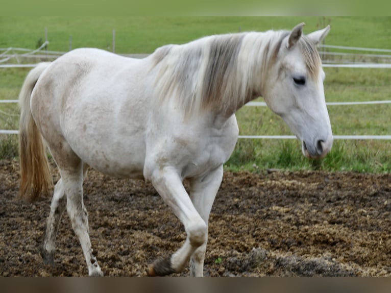 Paso Fino Sto 2 år 150 cm in Markt Bibart