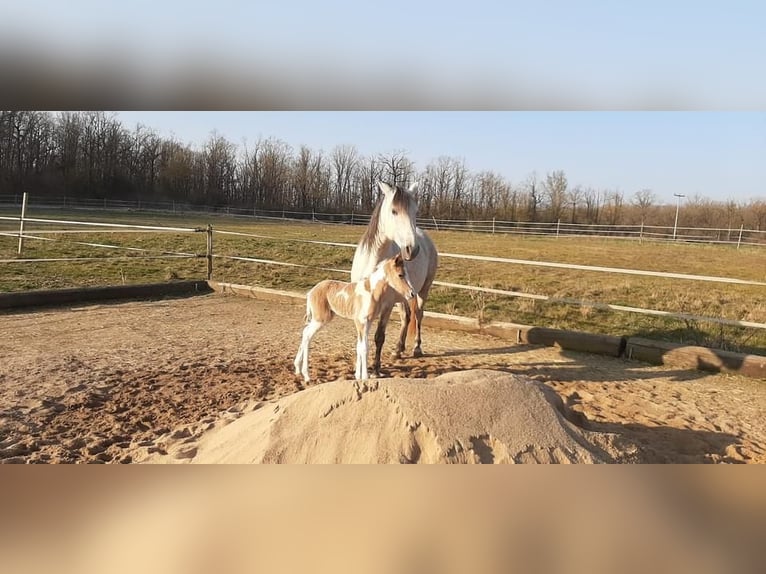 Paso Fino Sto 2 år 150 cm in Markt Bibart