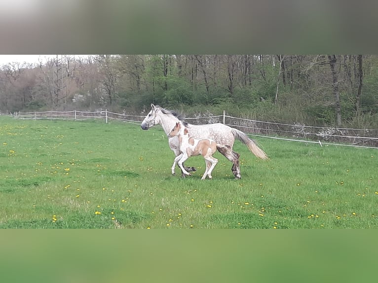 Paso Fino Sto 2 år 150 cm in Markt Bibart