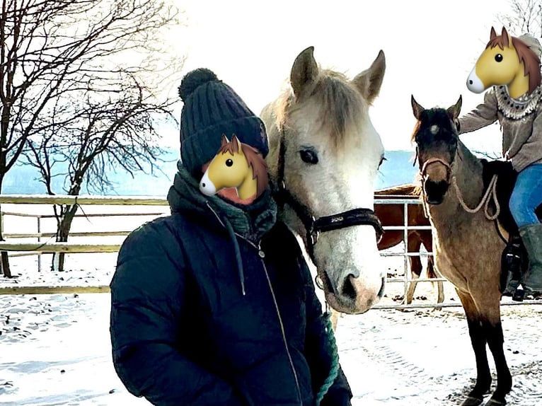 Paso Fino Sto 2 år 150 cm in Markt Bibart