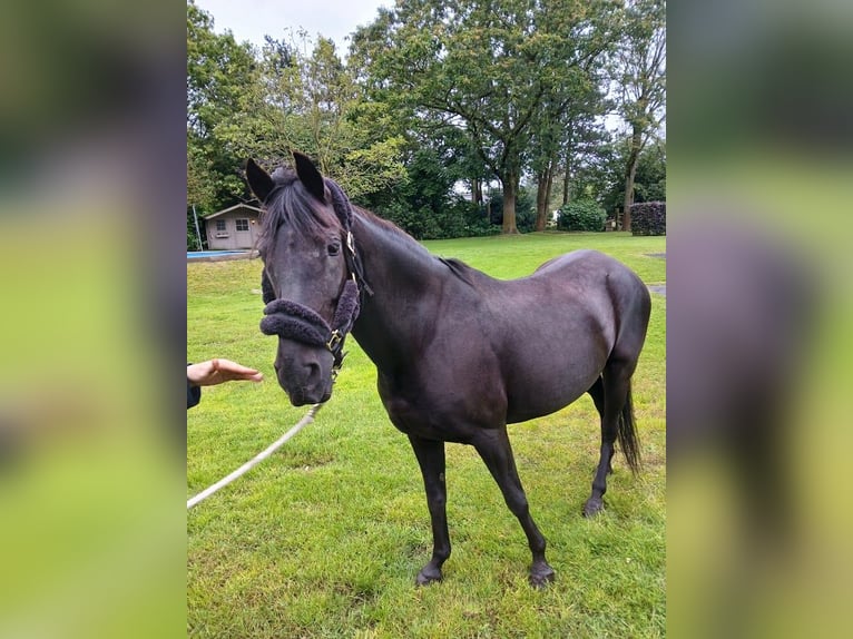 Paso Fino Stute 11 Jahre 140 cm Rappe in Malle