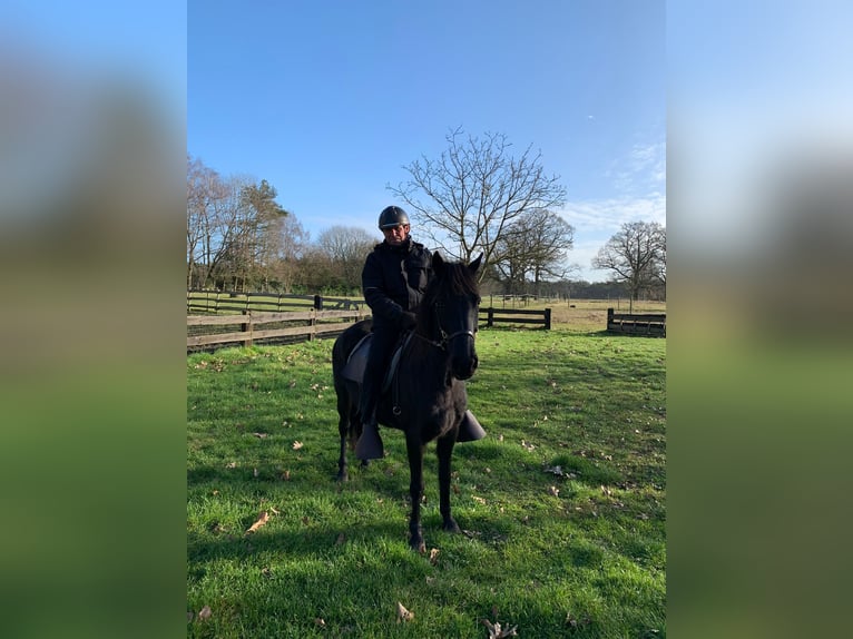 Paso Fino Stute 12 Jahre 140 cm Rappe in Malle