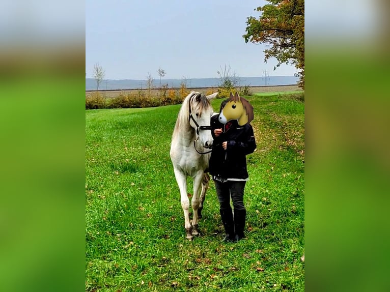 Paso Fino Stute 2 Jahre 150 cm in Markt Bibart