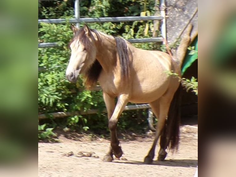 Paso Fino Mix Stute 3 Jahre 120 cm Buckskin in Arnbruck