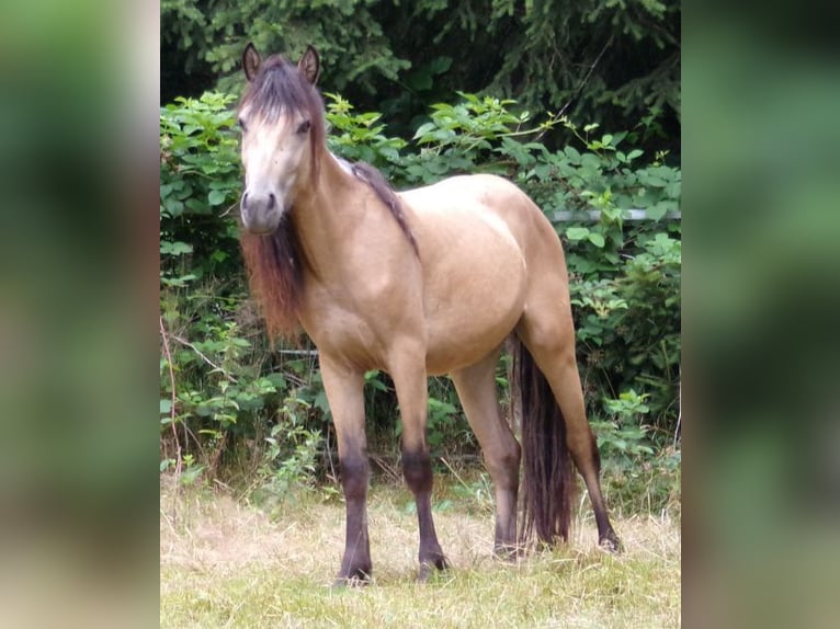 Paso Fino Mix Stute 3 Jahre 120 cm Buckskin in Arnbruck