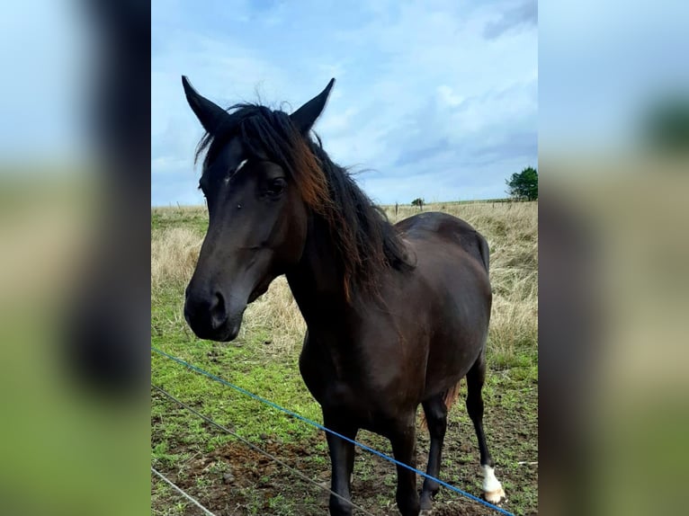 Paso Fino Mix Stute 3 Jahre 148 cm Rappe in Morsbach